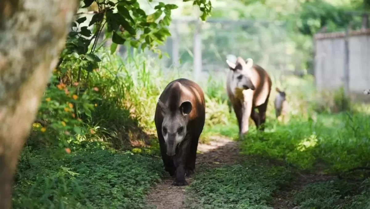 TAPIRES EN HORCO MOLLE. Ejemplares de esta especie amenazada recorren un sendero de la reserva. LA GACETA / ANALÍA JARAMILLO