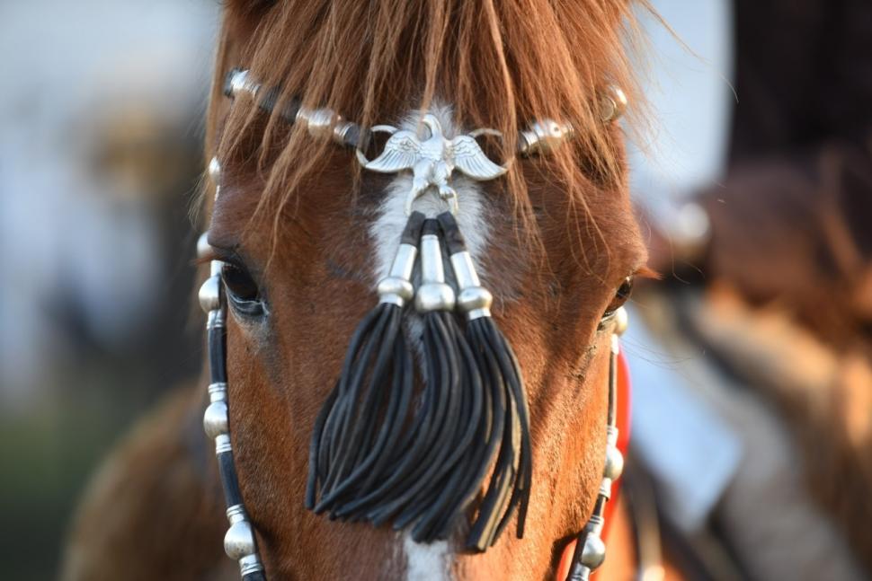 LUJOSA FRONTALERA. La belleza en el caballo es una de las claves.