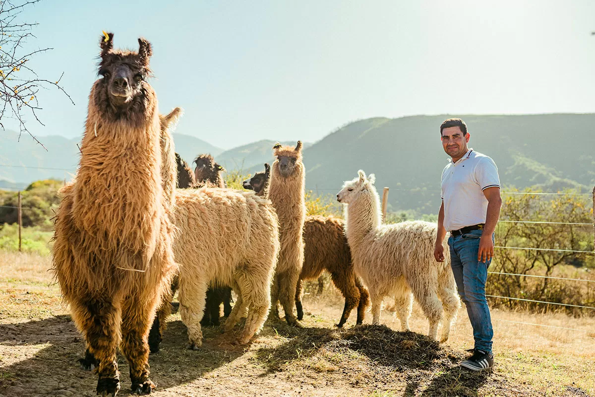 David Dentice, promotor de la carne de llama, con una tropa de camélidos. 