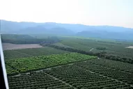 Actualizaron la situación en Tucumán, a partir de la detección de Diaphonina Citri en la provincia