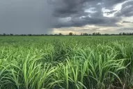 Monitoreo constante para notar el impacto del cambio climático