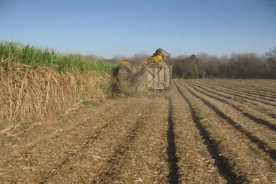 La maloja sobre la superficie puede ser un gran aliado para el manejo de malezas