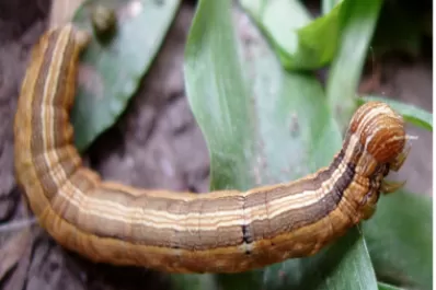 Datos sobre la “oruga militar” y sobre el “gusano barrenador”