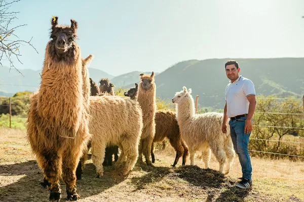 Brilla en la alta cocina la carne con ADN de la Puna de un emprendedor tucumano