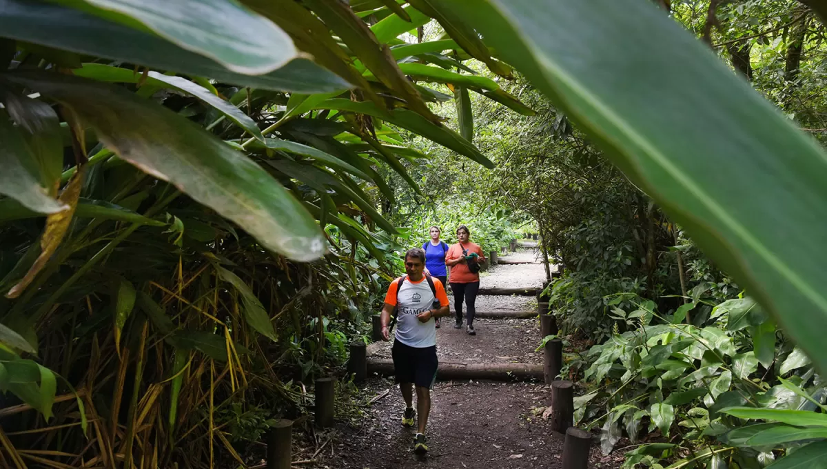 PARA CAMINAR. El Jardín Botánico de Horco Molle, una salida llena de plantas. ARCHIVO LA GACETA / FOTO DE DIEGO ARÁOZ