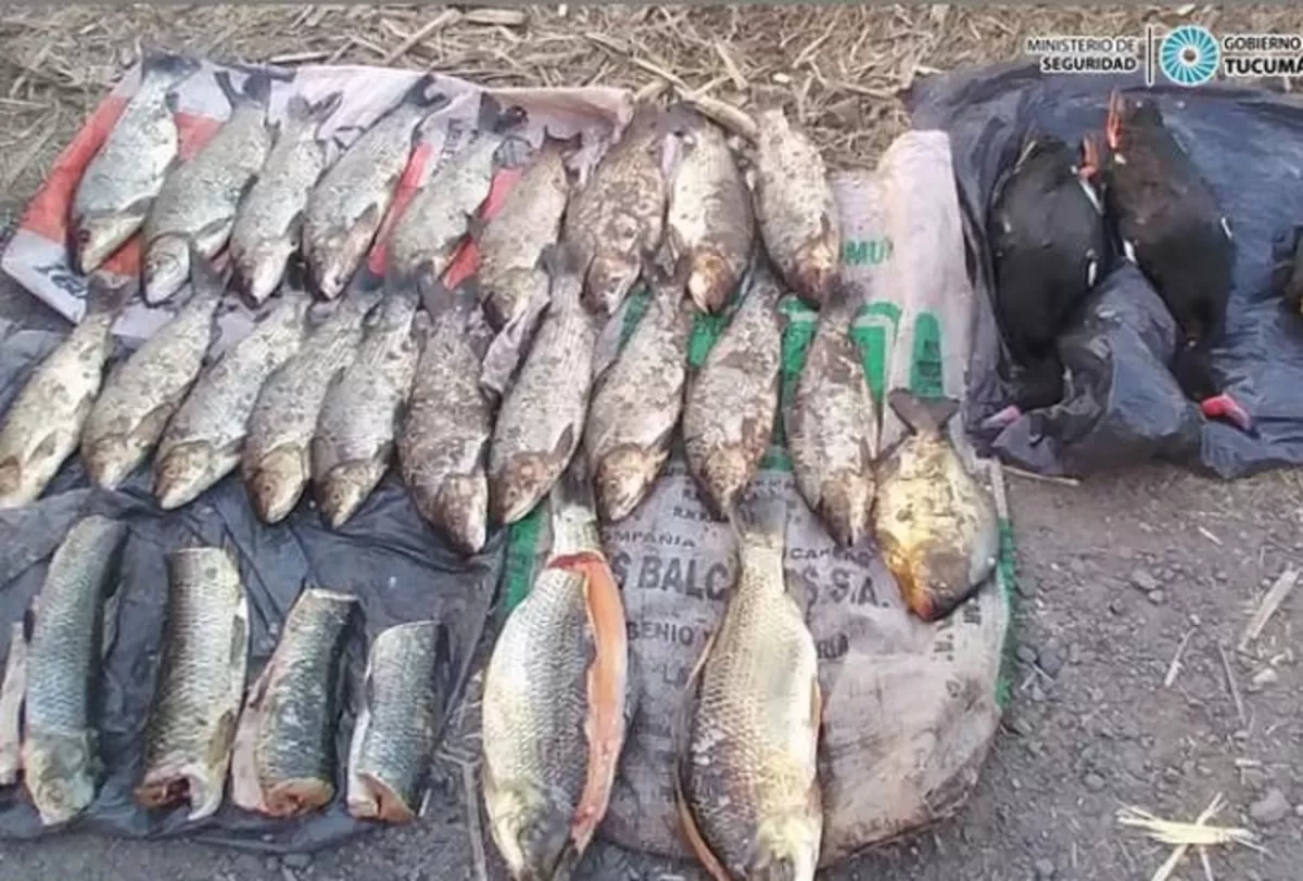 PESCA Y CAZA ILEGAL EN TUCUMÁN / Foto de Comunicación Pública