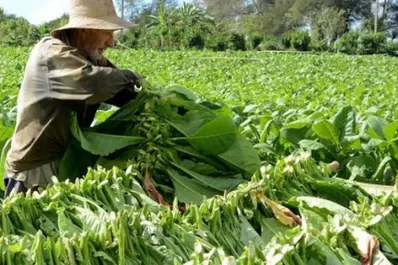 Inició el proceso de pago de $123 millones por Caja Verde para tabacaleros tucumanos