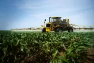 Malezas: un correcto manejo, que no afecte el cultivo del maíz