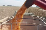 Difundieron los datos de la encuesta de fin de campaña 2021/22 de maíz