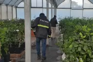 El Senasa fiscalizó viveros en Tucumán