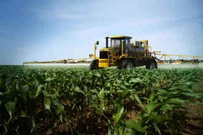 Malezas: un correcto manejo, que no afecte el cultivo del maíz