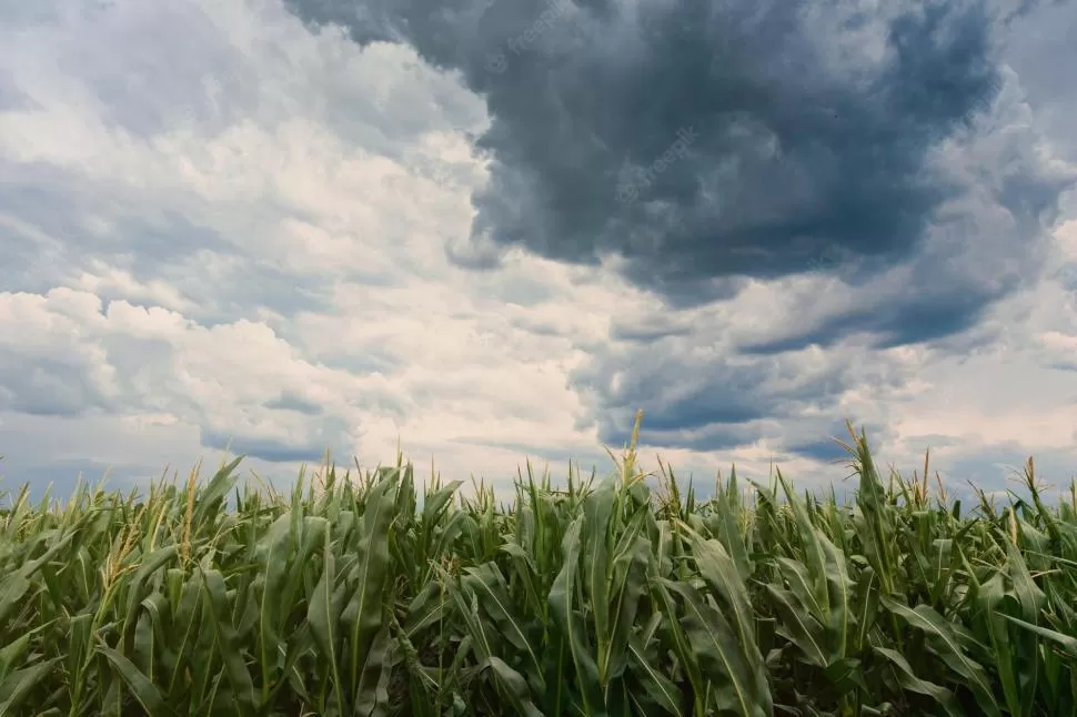 INFORME. Los acumulados de precipitaciones estuvieron por debajo de lo normal en gran parte de la provincia; en el sur no superaron el 66% del promedio.  