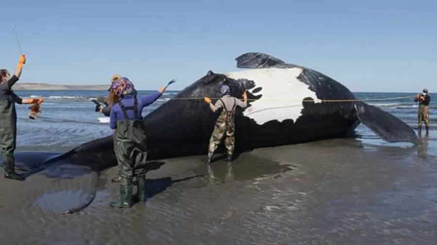 Asciende a 13 la cantidad de ballenas que aparecieron muertas en Chubut