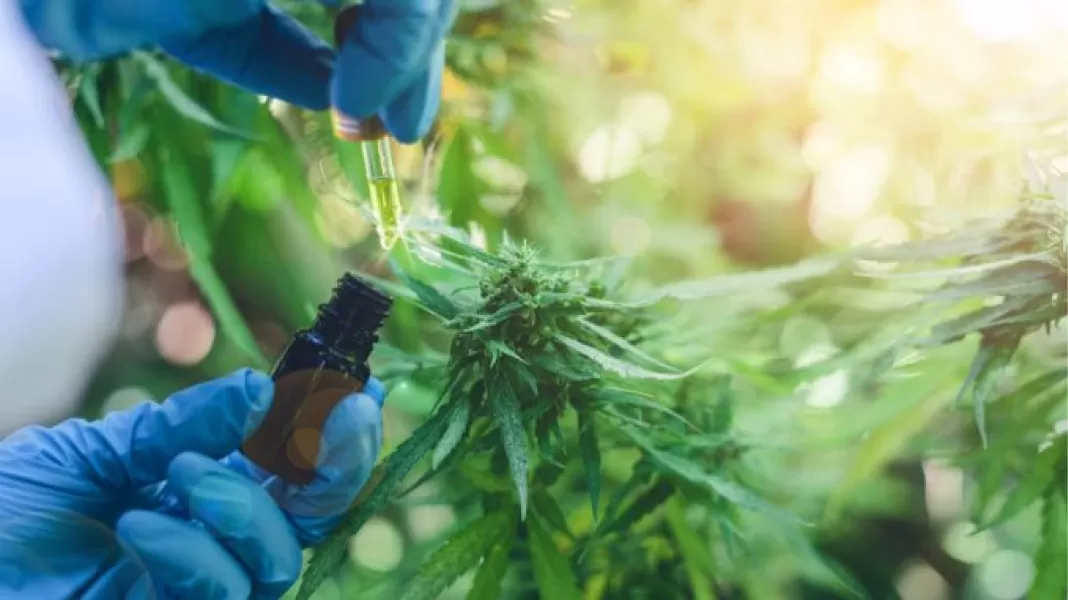 Cannabis medicinal: habilitaron la primera planta industrial de producción farmacéutica en Jujuy