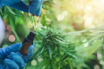 Cannabis medicinal: habilitaron la primera planta industrial de producción farmacéutica en Jujuy
