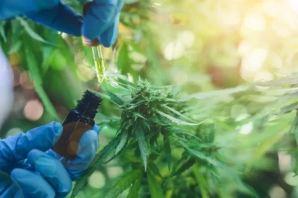 Cannabis medicinal: habilitaron la primera planta industrial de producción farmacéutica en Jujuy