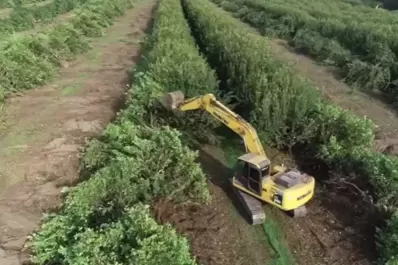 La emergencia citrícola ya tiene dictamen en la Legislatura