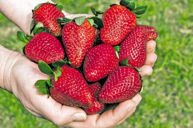 Investigadores del INTA mostrarán los avances de sus estudios