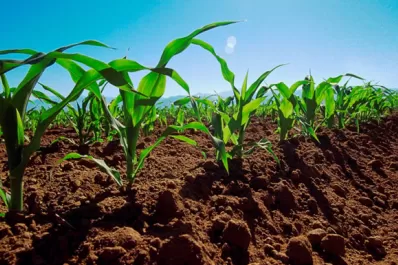 Maíz: difunden datos de ensayos de fertilización nitrogenada