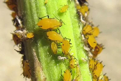 Pulgón amarillo: el desafío para las próximas campañas de sorgo