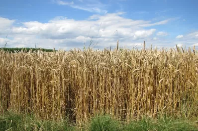 Septiembre cerró con el 80% del trigo entre malo y regular, debido a la falta de agua