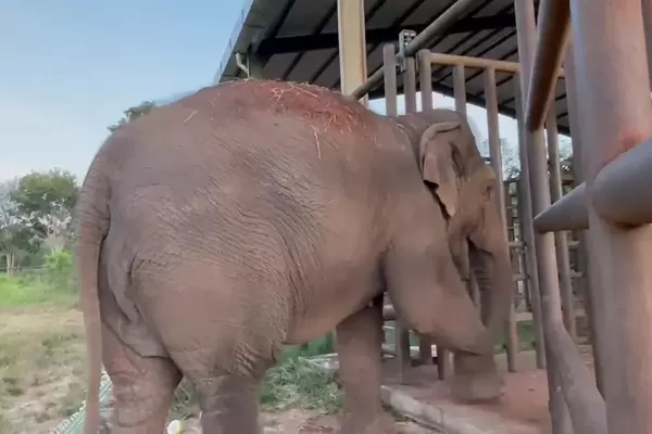 Murió Pocha, la elefanta que protagonizó el traslado al santuario de Mato Grosso