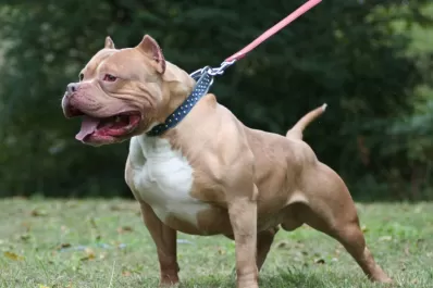 Un hombre mató a un pitbull que había atacado a otros perros callejeros