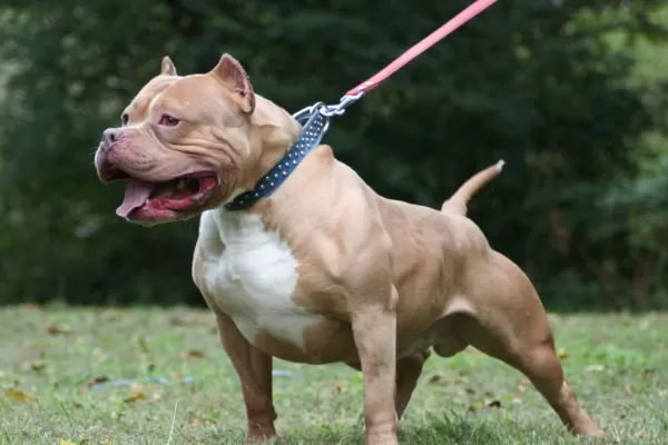 Un hombre mató a un pitbull que había atacado a otros perros callejeros
