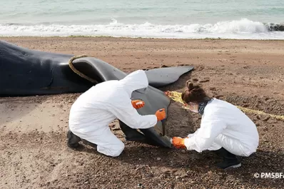 Ya son 30 las ballenas muertas en Chubut: qué explicaciones hay