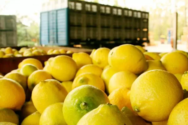 Crisis en el citrus: declaran en Tucumán la emergencia agropecuaria para la producción del limón