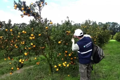 El Senasa dictará un curso de monitoreo para el sector citrícola