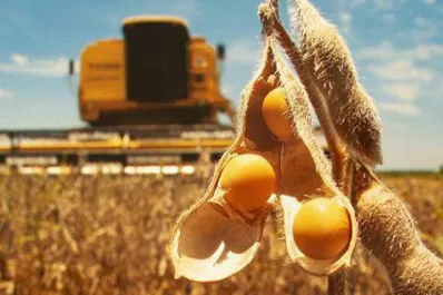 Nueva variedad de soja disponible