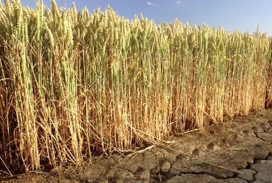 ESTADO. Si bien el invierno del NOA es seco, la campaña pasada esta condición se agudizó y se ensañó con el trigo.  