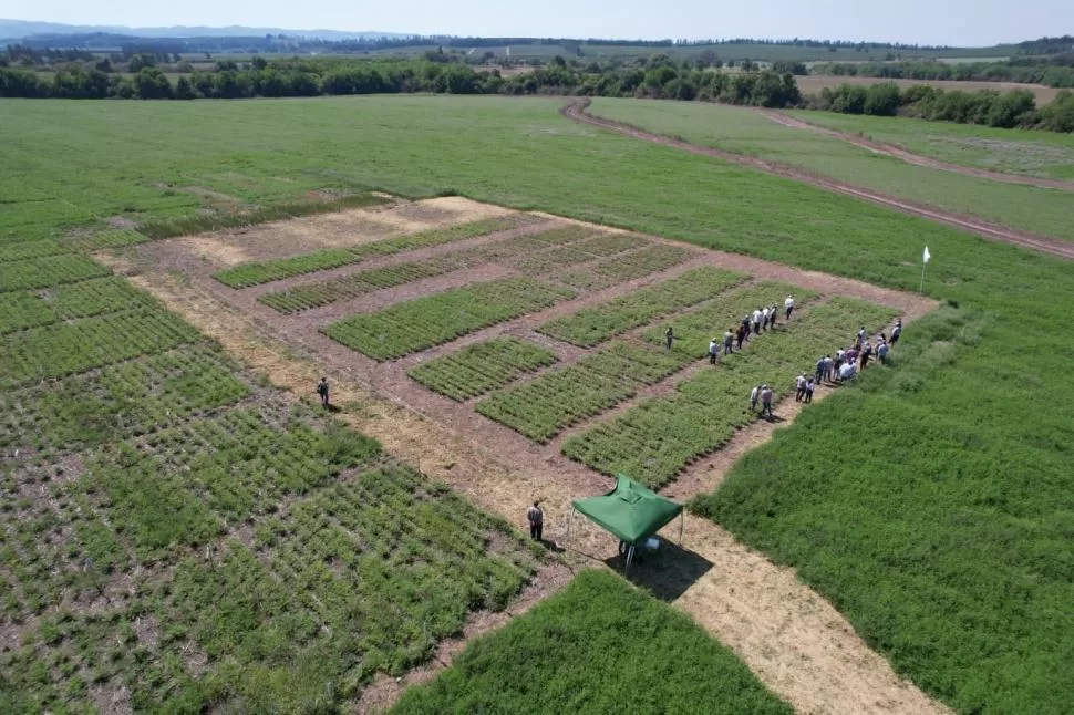 AYUDA. Un importante aporte le dan a los productores los ensayos realizados por la Eeaoc con garbanzo.  