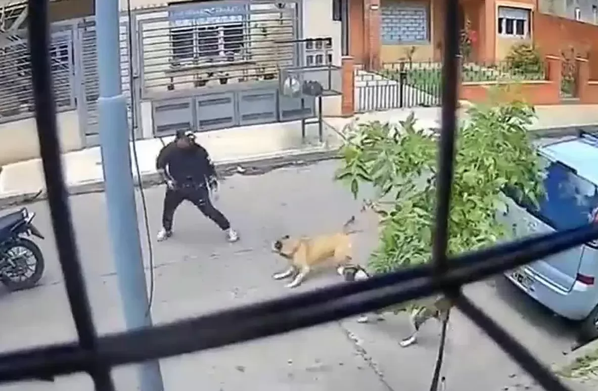 Dos perras evitaron un asalto a mano armada