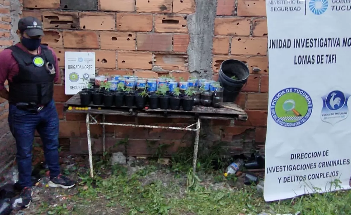 TODOS ESOS plantines de marihuana fueron hallados en el lugar. 