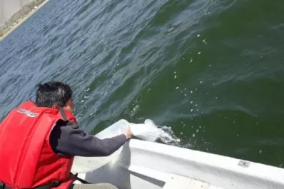 Sembraron 400.000 alevines de Pejerrey en diques tucumanos