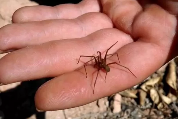 Una beba de 18 meses murió por la picadura de una “araña de rincón”
