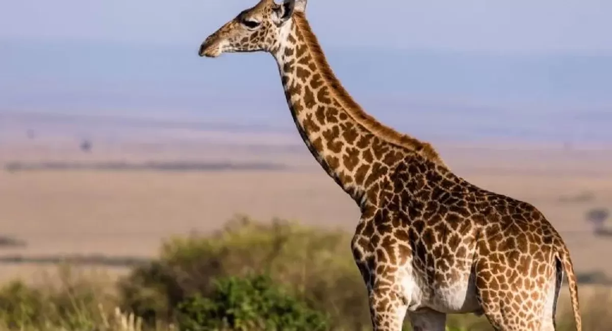 TRAGEDIA EN SUDÁFRICA. El animal atacó a la pequeña y su madre. Foto tomada de: entremedios.com