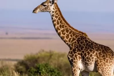 Una jirafa atacó y mató a una beba de 16 meses