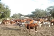 El Senasa publica estadísticas en su sitio