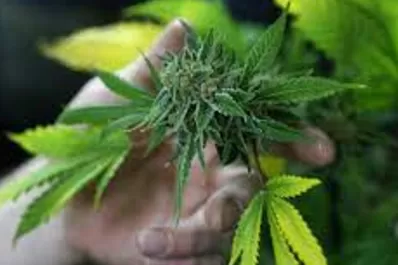 Alemania busca legalizar el cannabis para uso recreativo