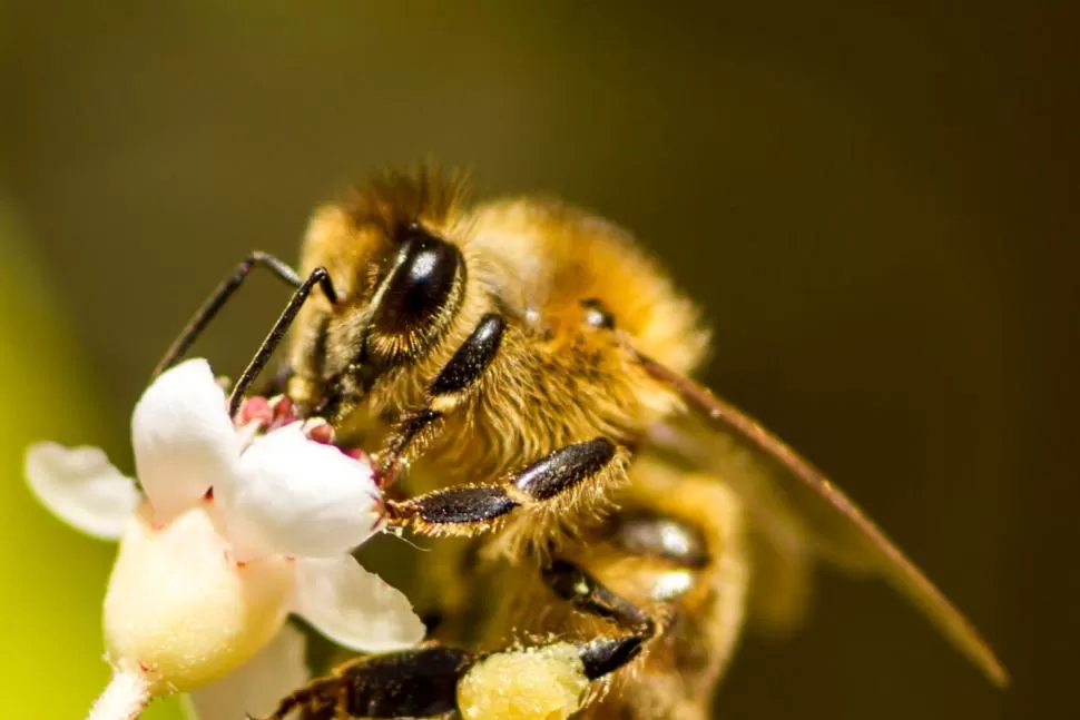ECOLOGÍA: ¿CIENCIA AMBIENTAL O MILITANCIA POLÍTICA?. El ecólogo Alejandro Brown analiza la disyuntiva. ARCHIVO LA GACETA