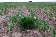 Época clave para ejercer el control de malezas