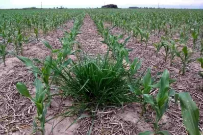 Época clave para ejercer el control de malezas