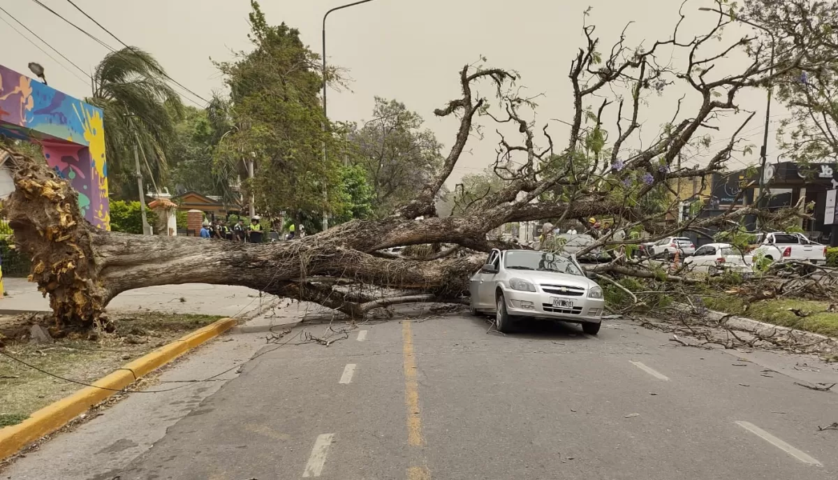 Videos: un árbol se desplomó sobre dos autos que circulaban en Yerba Buena