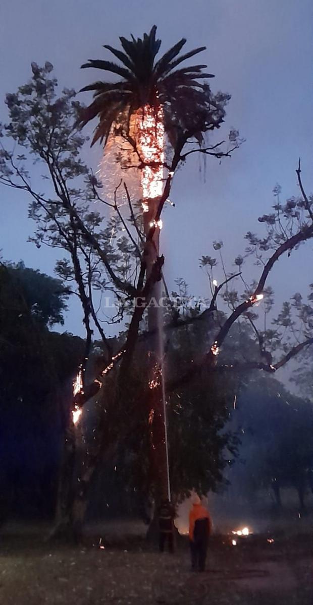 FUEGO. Una añosa palmera ardió en el parque Guillermina.