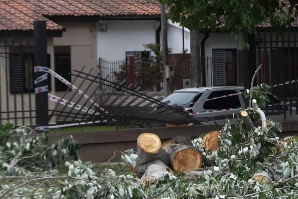 ESTADO. Uno de los jacarandás que hay en Yerba Buena fue arrancado de raíz como resultado de la ventisca. LA GACETA / FOTOs DE Osvaldo Ripoll y Analía Jaramillo 