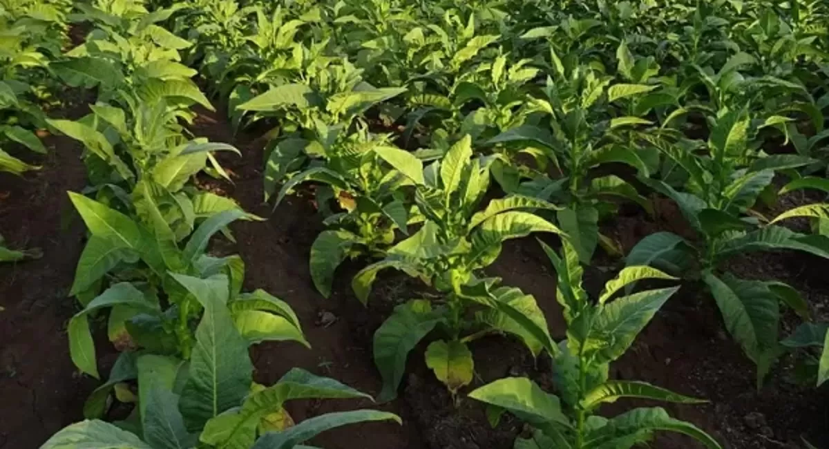 El Gobierno nacional definió los fondos para los tabacaleros tucumanos