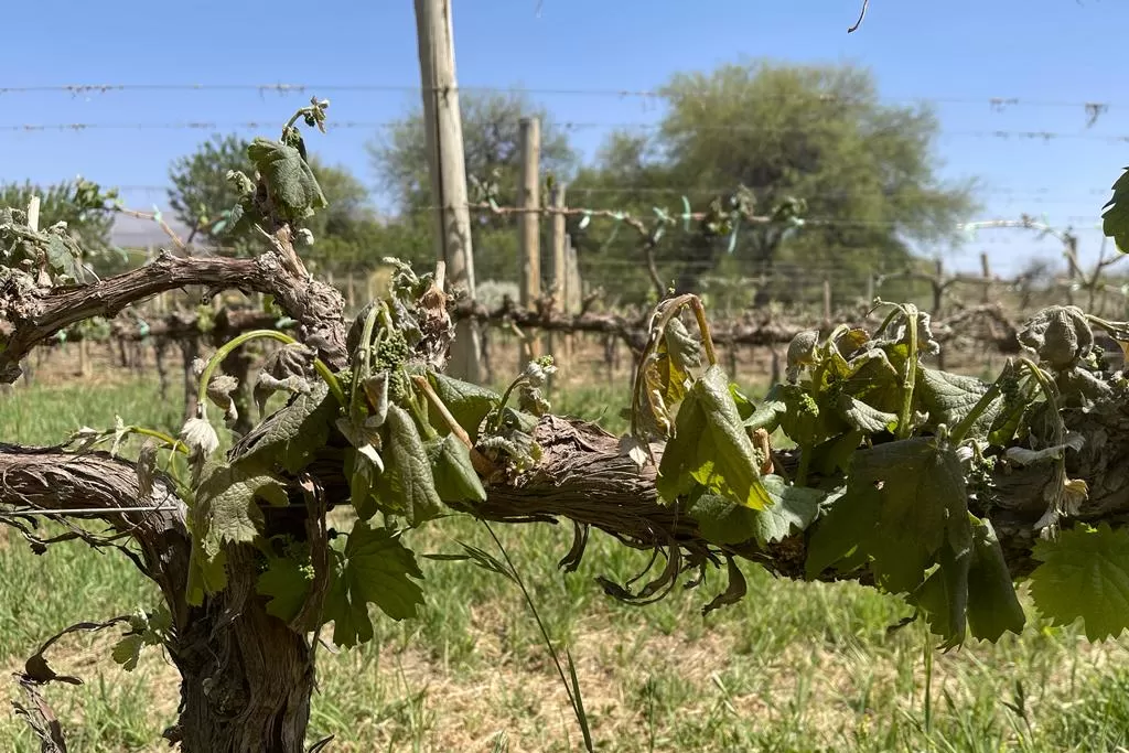 La fuerte helada causó estragos en los viñedos de los Valles Calchaquíes